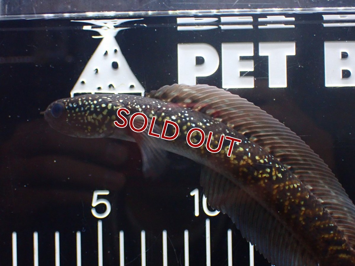 画像5: 【淡水魚】【通販】激レア No2 黒星鏨雷龍(Black diamond)【個体販売】(±18cm)(生体)(熱帯魚)NKO (5)