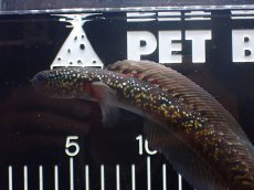 画像5: 【淡水魚】【通販】激レア No2 黒星鏨雷龍(Black diamond)【個体販売】(±18cm)(生体)(熱帯魚)NKO (5)