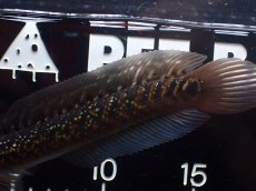 画像6: 【淡水魚】【通販】激レア No2 黒星鏨雷龍(Black diamond)【個体販売】(±18cm)(生体)(熱帯魚)NKO (6)