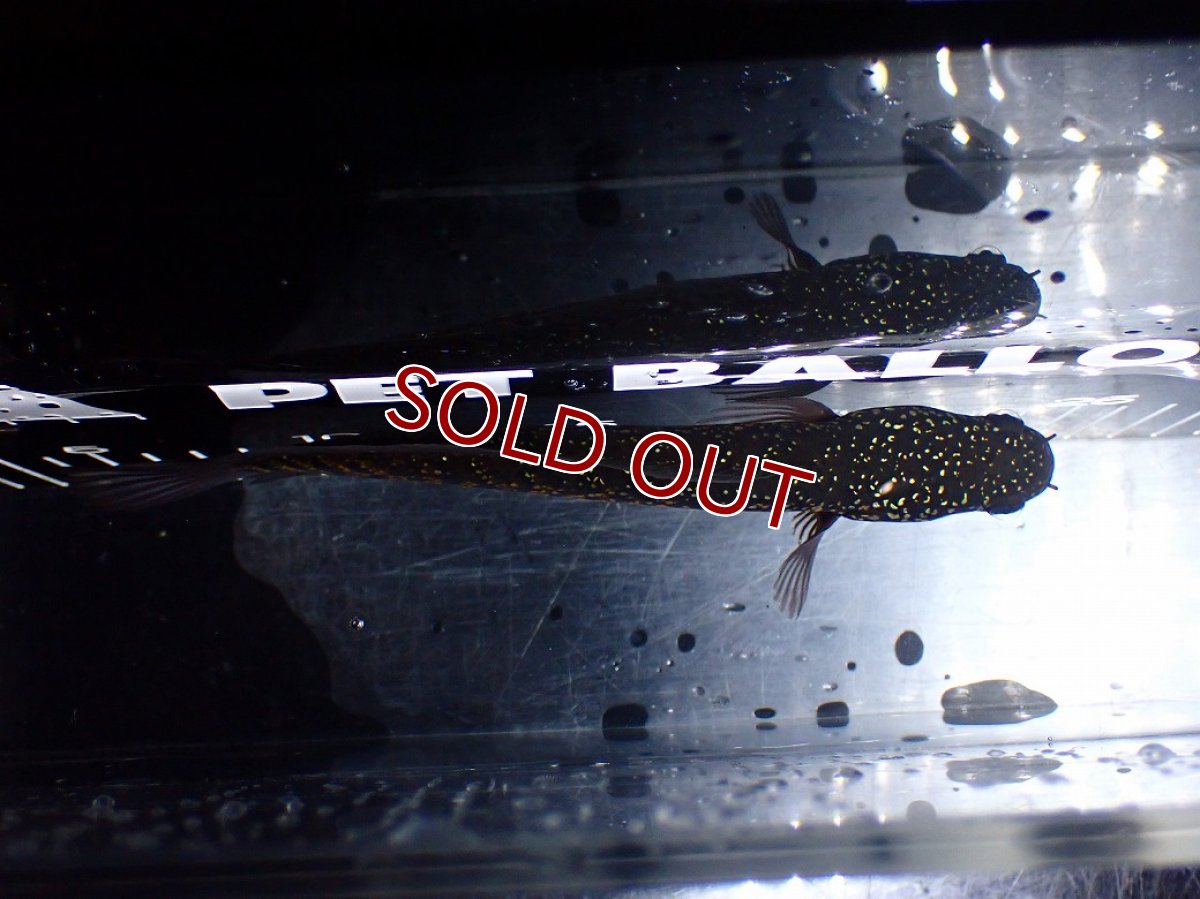 画像7: 【淡水魚】【通販】激レア No2 黒星鏨雷龍(Black diamond)【個体販売】(±18cm)(生体)(熱帯魚)NKO (7)