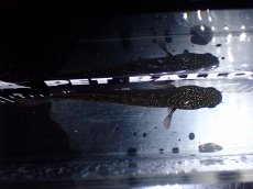 画像7: 【淡水魚】【通販】激レア No2 黒星鏨雷龍(Black diamond)【個体販売】(±18cm)(生体)(熱帯魚)NKO (7)