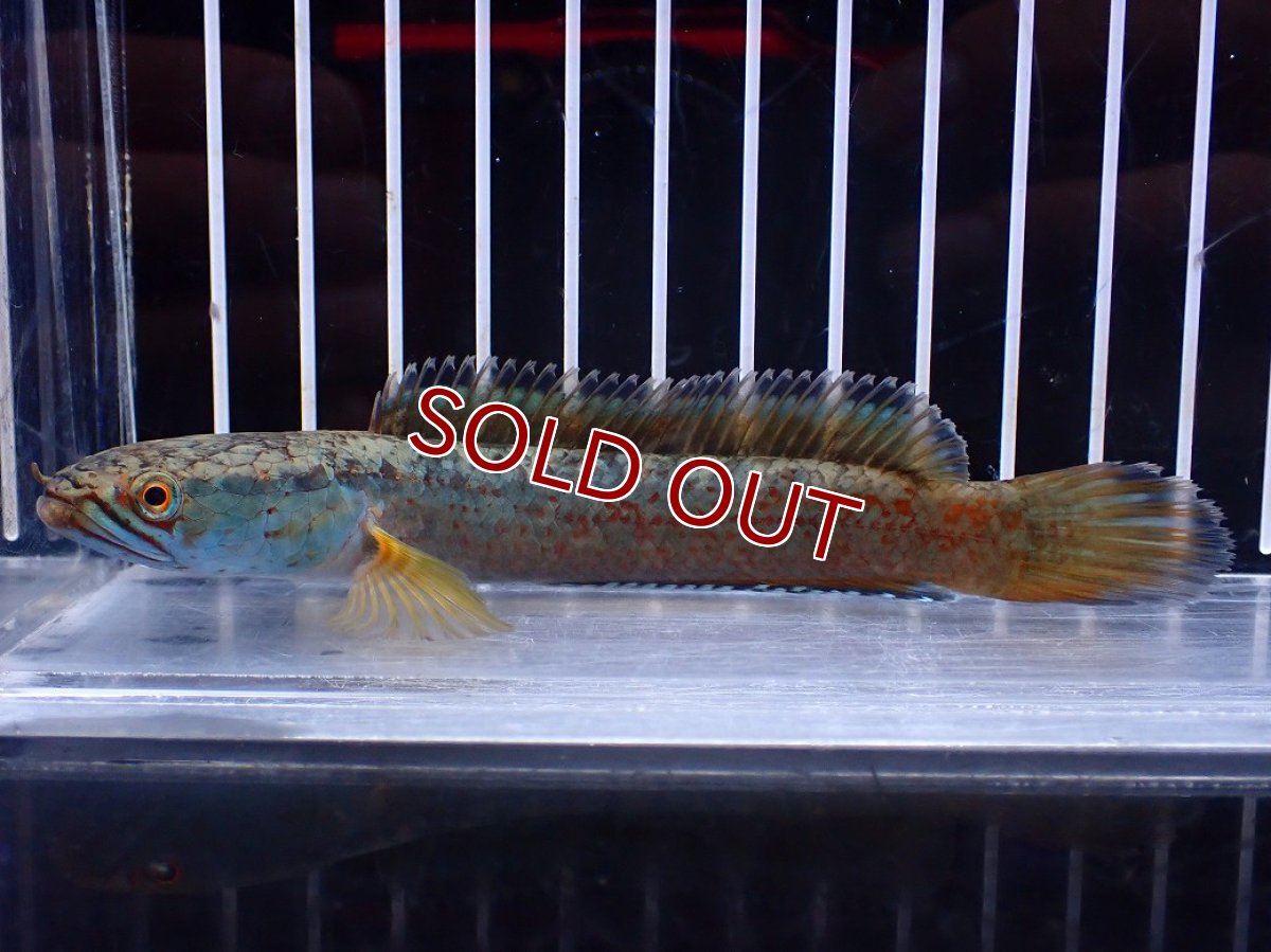 画像1: 【淡水魚】【通販】No1 チャンナ sp ゴールドダスト【個体販売】(±12cm)(大型魚)(生体)(熱帯魚)NKO (1)