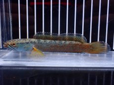 画像1: 【淡水魚】【通販】No1 チャンナ sp ゴールドダスト【個体販売】(±12cm)(大型魚)(生体)(熱帯魚)NKO (1)