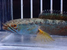 画像2: 【淡水魚】【通販】No1 チャンナ sp ゴールドダスト【個体販売】(±12cm)(大型魚)(生体)(熱帯魚)NKO (2)