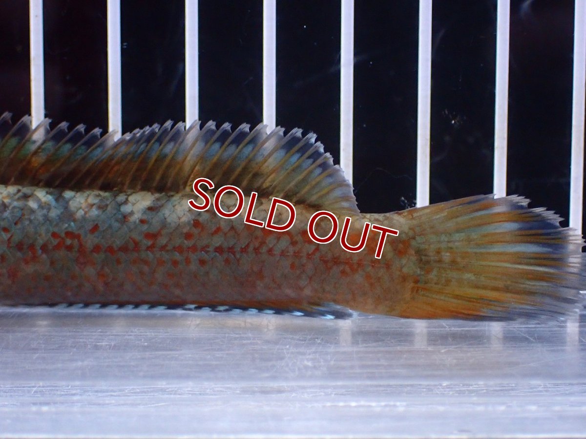 画像3: 【淡水魚】【通販】No1 チャンナ sp ゴールドダスト【個体販売】(±12cm)(大型魚)(生体)(熱帯魚)NKO (3)