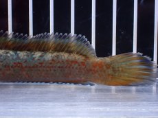 画像3: 【淡水魚】【通販】No1 チャンナ sp ゴールドダスト【個体販売】(±12cm)(大型魚)(生体)(熱帯魚)NKO (3)