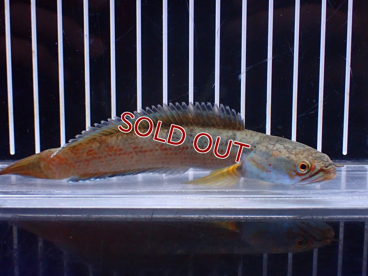 画像4: 【淡水魚】【通販】No1 チャンナ sp ゴールドダスト【個体販売】(±12cm)(大型魚)(生体)(熱帯魚)NKO (4)