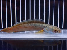 画像4: 【淡水魚】【通販】No1 チャンナ sp ゴールドダスト【個体販売】(±12cm)(大型魚)(生体)(熱帯魚)NKO (4)