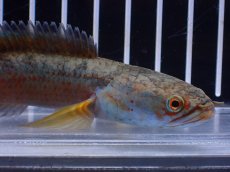 画像5: 【淡水魚】【通販】No1 チャンナ sp ゴールドダスト【個体販売】(±12cm)(大型魚)(生体)(熱帯魚)NKO (5)