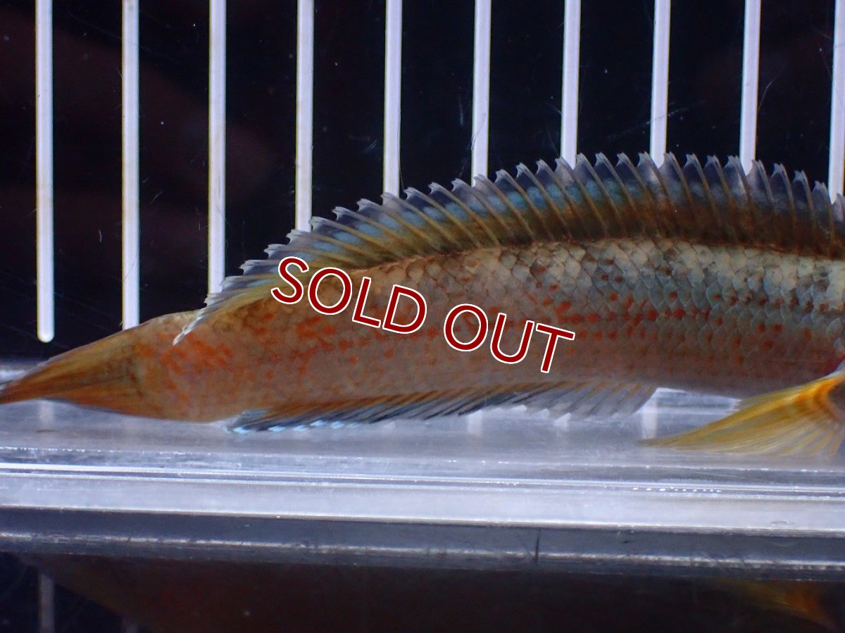画像6: 【淡水魚】【通販】No1 チャンナ sp ゴールドダスト【個体販売】(±12cm)(大型魚)(生体)(熱帯魚)NKO (6)
