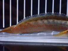 画像6: 【淡水魚】【通販】No1 チャンナ sp ゴールドダスト【個体販売】(±12cm)(大型魚)(生体)(熱帯魚)NKO (6)