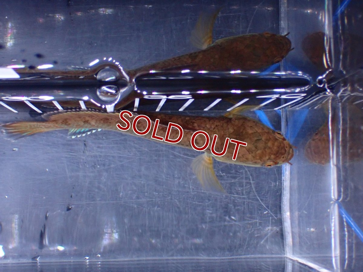 画像7: 【淡水魚】【通販】No1 チャンナ sp ゴールドダスト【個体販売】(±12cm)(大型魚)(生体)(熱帯魚)NKO (7)