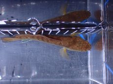 画像7: 【淡水魚】【通販】No1 チャンナ sp ゴールドダスト【個体販売】(±12cm)(大型魚)(生体)(熱帯魚)NKO (7)
