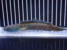 画像1: 【淡水魚】【通販】No2 チャンナ sp ゴールドダスト【個体販売】(±14cm)(大型魚)(生体)(熱帯魚)NKO (1)