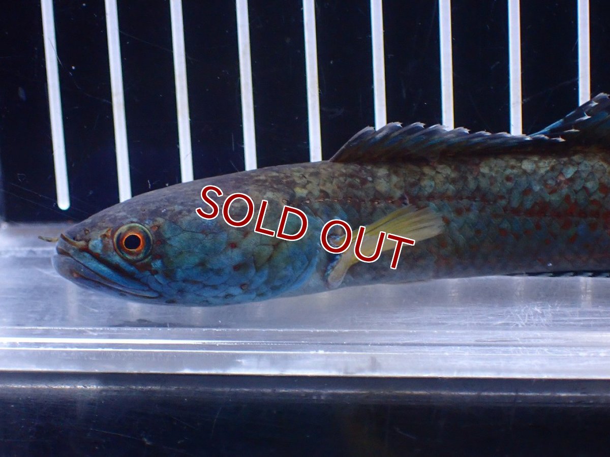画像2: 【淡水魚】【通販】No2 チャンナ sp ゴールドダスト【個体販売】(±14cm)(大型魚)(生体)(熱帯魚)NKO (2)