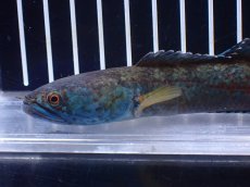 画像2: 【淡水魚】【通販】No2 チャンナ sp ゴールドダスト【個体販売】(±14cm)(大型魚)(生体)(熱帯魚)NKO (2)