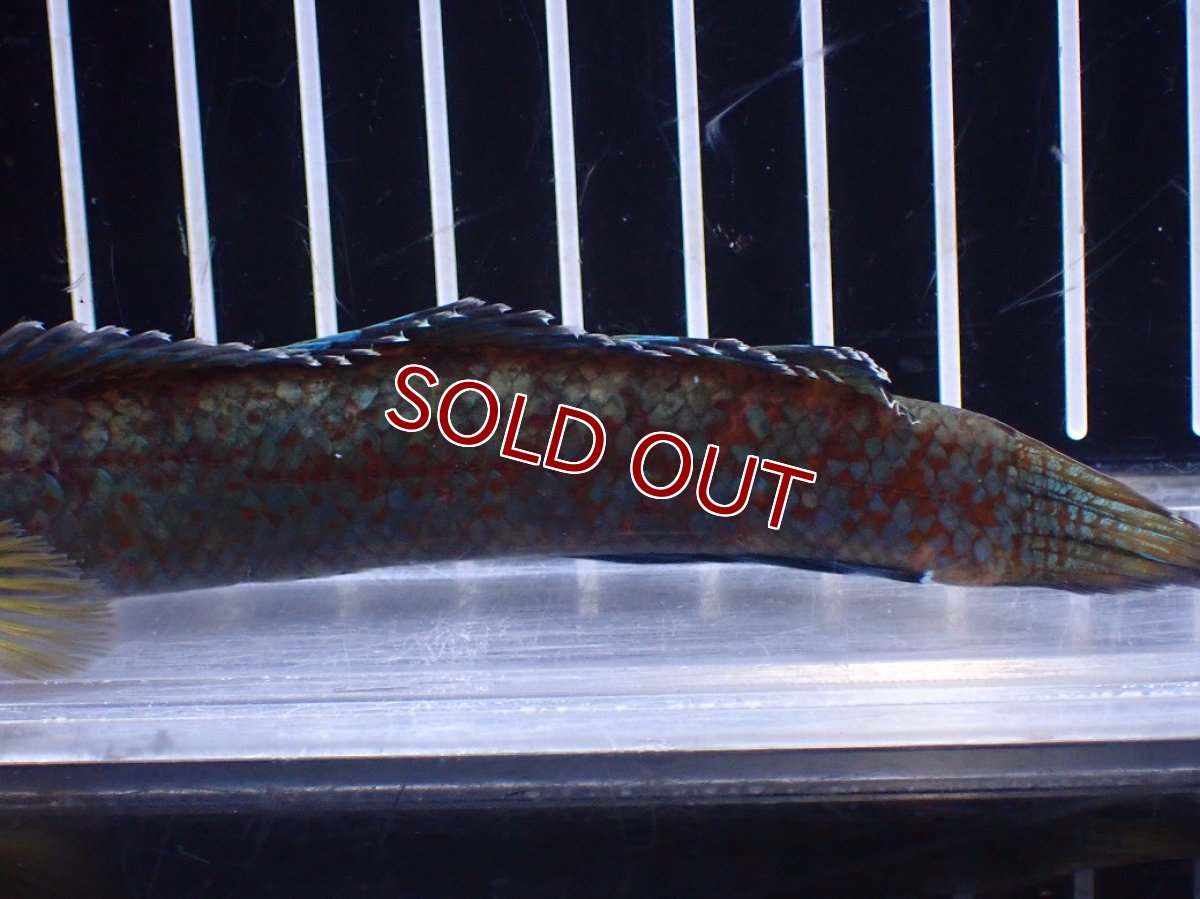 画像3: 【淡水魚】【通販】No2 チャンナ sp ゴールドダスト【個体販売】(±14cm)(大型魚)(生体)(熱帯魚)NKO (3)