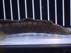 画像3: 【淡水魚】【通販】No2 チャンナ sp ゴールドダスト【個体販売】(±14cm)(大型魚)(生体)(熱帯魚)NKO (3)