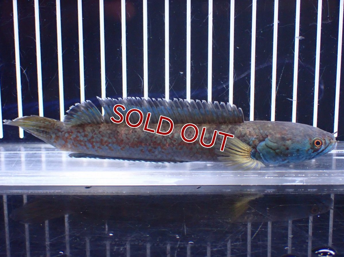 画像4: 【淡水魚】【通販】No2 チャンナ sp ゴールドダスト【個体販売】(±14cm)(大型魚)(生体)(熱帯魚)NKO (4)