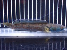 画像4: 【淡水魚】【通販】No2 チャンナ sp ゴールドダスト【個体販売】(±14cm)(大型魚)(生体)(熱帯魚)NKO (4)