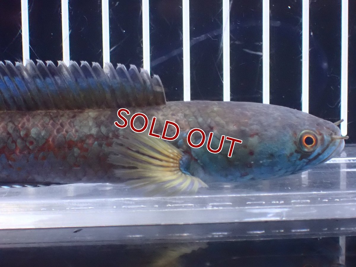 画像5: 【淡水魚】【通販】No2 チャンナ sp ゴールドダスト【個体販売】(±14cm)(大型魚)(生体)(熱帯魚)NKO (5)