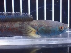 画像5: 【淡水魚】【通販】No2 チャンナ sp ゴールドダスト【個体販売】(±14cm)(大型魚)(生体)(熱帯魚)NKO (5)