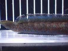 画像6: 【淡水魚】【通販】No2 チャンナ sp ゴールドダスト【個体販売】(±14cm)(大型魚)(生体)(熱帯魚)NKO (6)