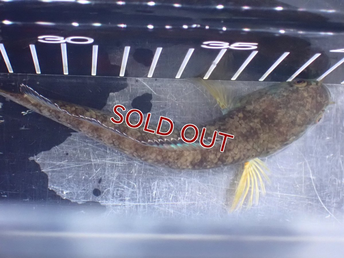 画像7: 【淡水魚】【通販】No2 チャンナ sp ゴールドダスト【個体販売】(±14cm)(大型魚)(生体)(熱帯魚)NKO (7)