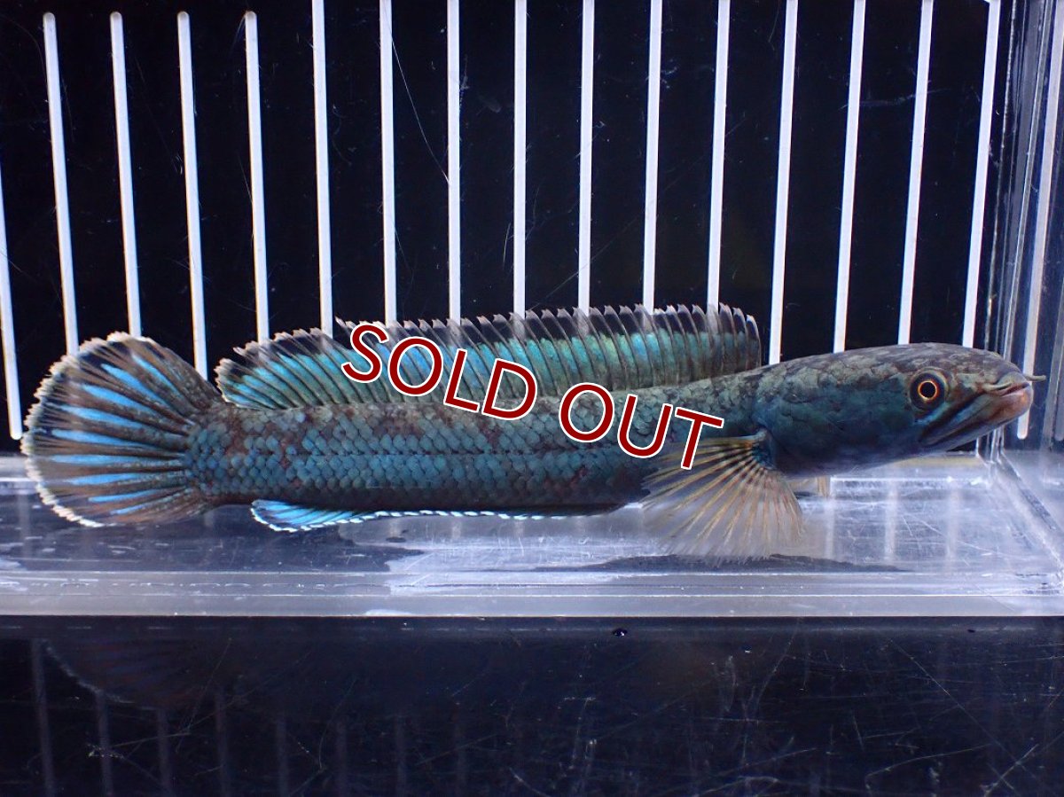 画像1: 【淡水魚】【通販】極青 No3 チャンナ sp ゴールドダスト【個体販売】(±14cm)(大型魚)(生体)(熱帯魚)NKO (1)