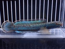 画像1: 【淡水魚】【通販】極青 No3 チャンナ sp ゴールドダスト【個体販売】(±14cm)(大型魚)(生体)(熱帯魚)NKO (1)