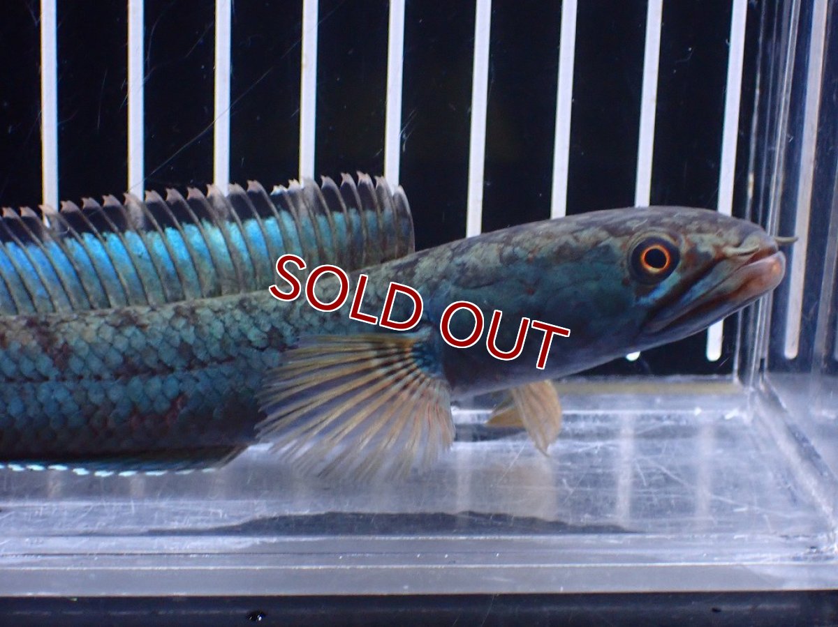 画像2: 【淡水魚】【通販】極青 No3 チャンナ sp ゴールドダスト【個体販売】(±14cm)(大型魚)(生体)(熱帯魚)NKO (2)