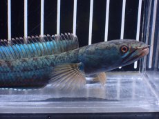 画像2: 【淡水魚】【通販】極青 No3 チャンナ sp ゴールドダスト【個体販売】(±14cm)(大型魚)(生体)(熱帯魚)NKO (2)