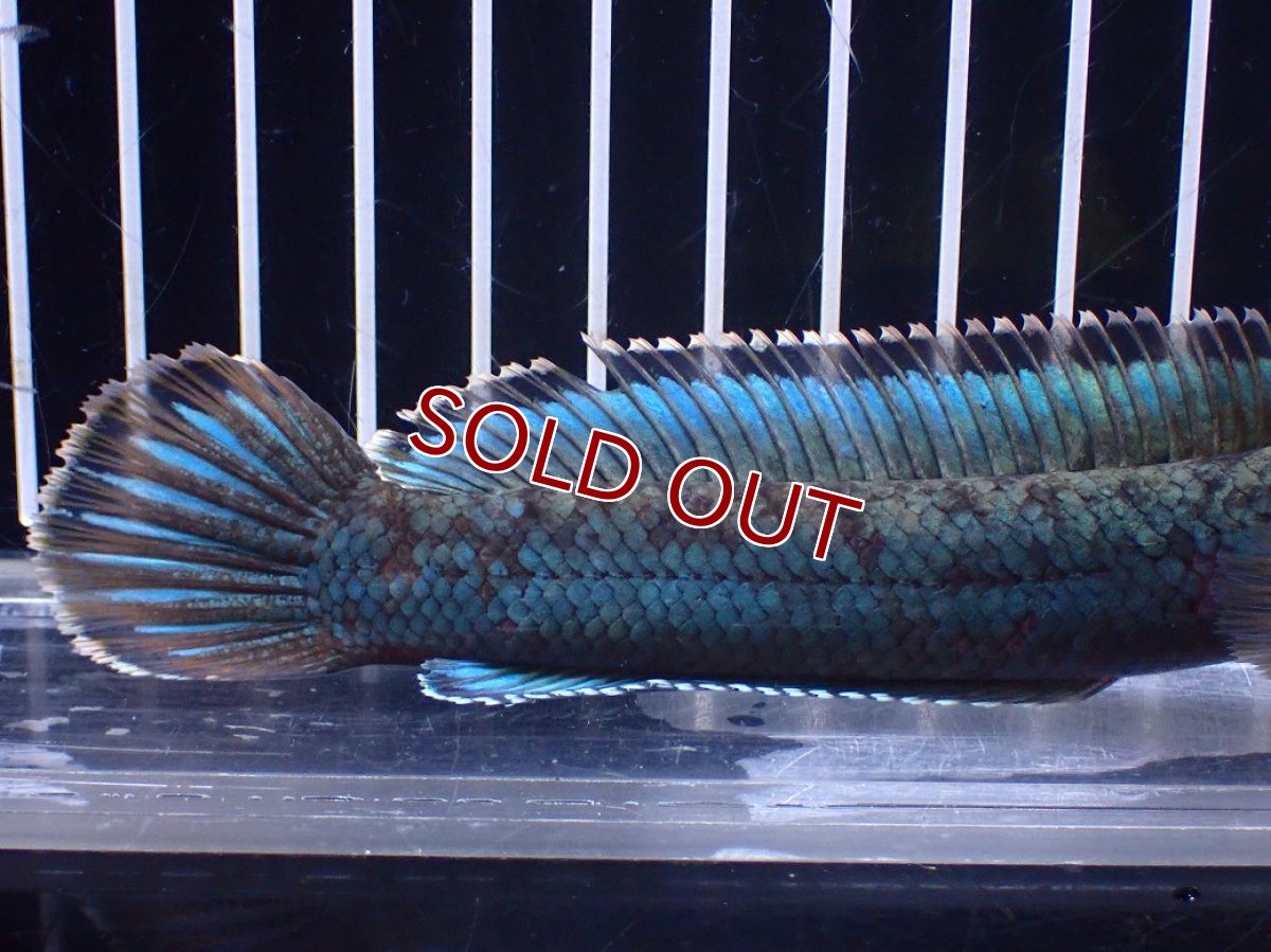 画像3: 【淡水魚】【通販】極青 No3 チャンナ sp ゴールドダスト【個体販売】(±14cm)(大型魚)(生体)(熱帯魚)NKO (3)