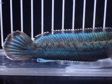 画像3: 【淡水魚】【通販】極青 No3 チャンナ sp ゴールドダスト【個体販売】(±14cm)(大型魚)(生体)(熱帯魚)NKO (3)