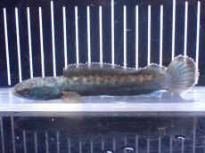 画像4: 【淡水魚】【通販】極青 No3 チャンナ sp ゴールドダスト【個体販売】(±14cm)(大型魚)(生体)(熱帯魚)NKO (4)