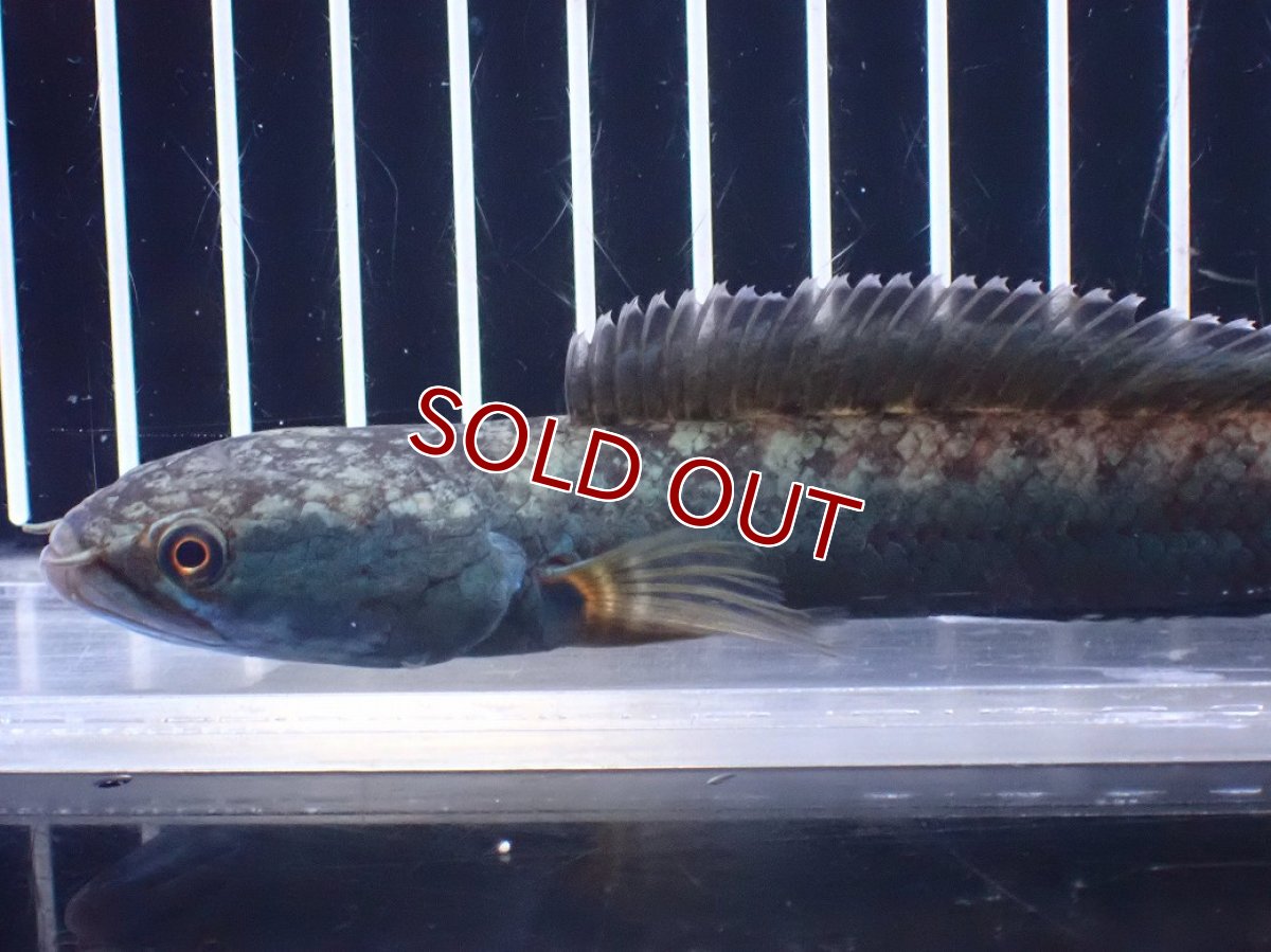 画像5: 【淡水魚】【通販】極青 No3 チャンナ sp ゴールドダスト【個体販売】(±14cm)(大型魚)(生体)(熱帯魚)NKO (5)