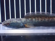 画像5: 【淡水魚】【通販】極青 No3 チャンナ sp ゴールドダスト【個体販売】(±14cm)(大型魚)(生体)(熱帯魚)NKO (5)