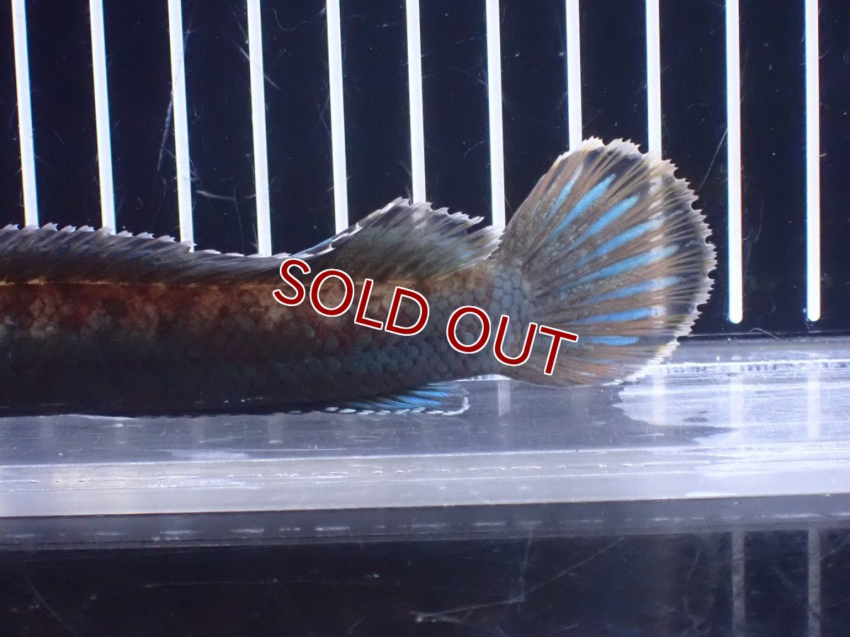 画像6: 【淡水魚】【通販】極青 No3 チャンナ sp ゴールドダスト【個体販売】(±14cm)(大型魚)(生体)(熱帯魚)NKO (6)