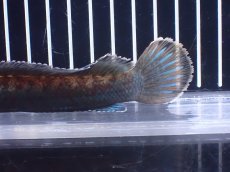 画像6: 【淡水魚】【通販】極青 No3 チャンナ sp ゴールドダスト【個体販売】(±14cm)(大型魚)(生体)(熱帯魚)NKO (6)