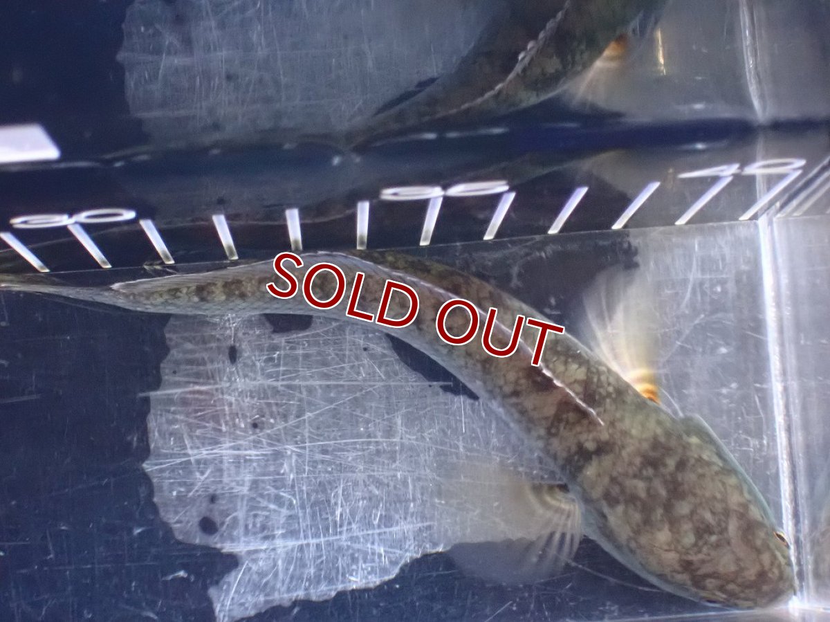 画像7: 【淡水魚】【通販】極青 No3 チャンナ sp ゴールドダスト【個体販売】(±14cm)(大型魚)(生体)(熱帯魚)NKO (7)