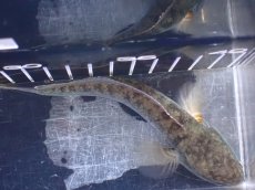 画像7: 【淡水魚】【通販】極青 No3 チャンナ sp ゴールドダスト【個体販売】(±14cm)(大型魚)(生体)(熱帯魚)NKO (7)