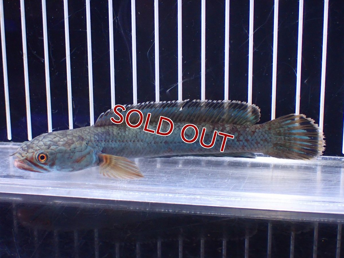 画像1: 【淡水魚】【通販】極青 No4 チャンナ sp ゴールドダスト【個体販売】(±13cm)(大型魚)(生体)(熱帯魚)NKO (1)