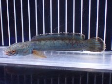 画像1: 【淡水魚】【通販】極青 No4 チャンナ sp ゴールドダスト【個体販売】(±13cm)(大型魚)(生体)(熱帯魚)NKO (1)