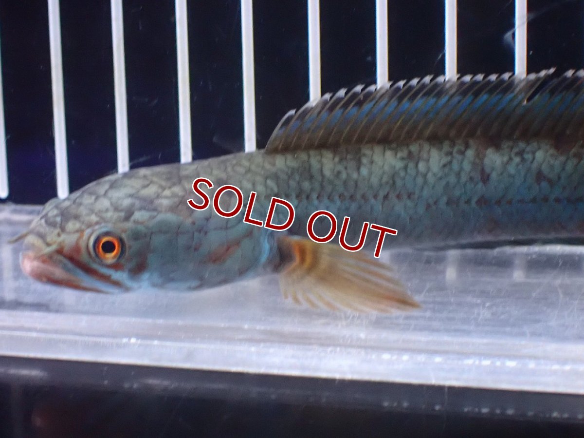 画像2: 【淡水魚】【通販】極青 No4 チャンナ sp ゴールドダスト【個体販売】(±13cm)(大型魚)(生体)(熱帯魚)NKO (2)