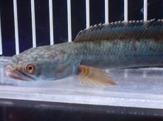 画像2: 【淡水魚】【通販】極青 No4 チャンナ sp ゴールドダスト【個体販売】(±13cm)(大型魚)(生体)(熱帯魚)NKO (2)