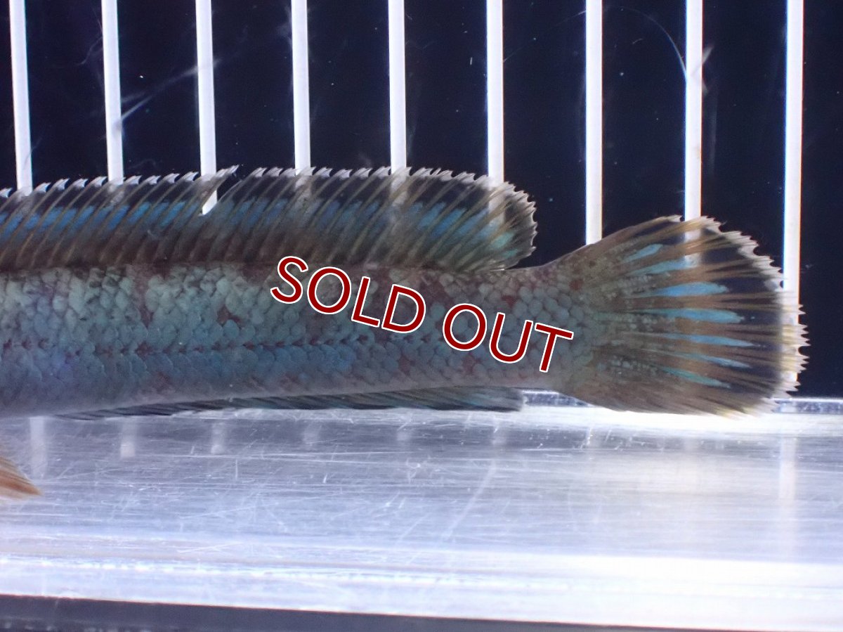 画像3: 【淡水魚】【通販】極青 No4 チャンナ sp ゴールドダスト【個体販売】(±13cm)(大型魚)(生体)(熱帯魚)NKO (3)