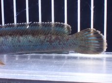 画像3: 【淡水魚】【通販】極青 No4 チャンナ sp ゴールドダスト【個体販売】(±13cm)(大型魚)(生体)(熱帯魚)NKO (3)