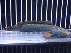 画像4: 【淡水魚】【通販】極青 No4 チャンナ sp ゴールドダスト【個体販売】(±13cm)(大型魚)(生体)(熱帯魚)NKO (4)
