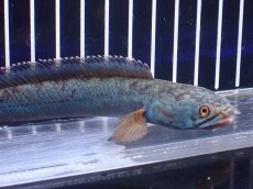 画像5: 【淡水魚】【通販】極青 No4 チャンナ sp ゴールドダスト【個体販売】(±13cm)(大型魚)(生体)(熱帯魚)NKO (5)