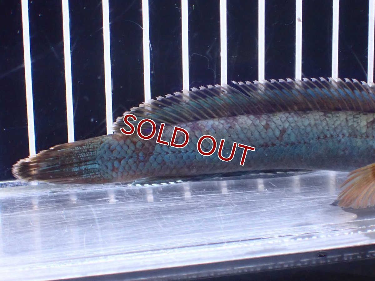 画像6: 【淡水魚】【通販】極青 No4 チャンナ sp ゴールドダスト【個体販売】(±13cm)(大型魚)(生体)(熱帯魚)NKO (6)